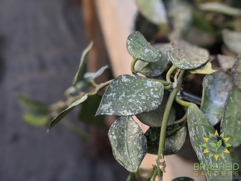 Order Hoya Eskimo online Canada wide Shipping