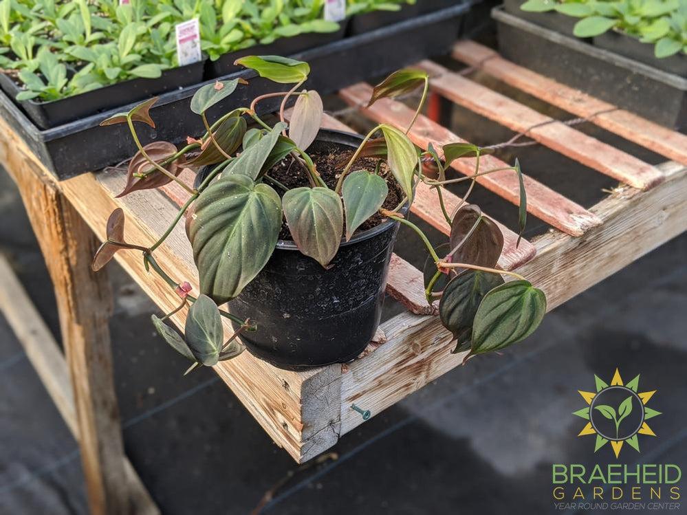 Micans Philodendron