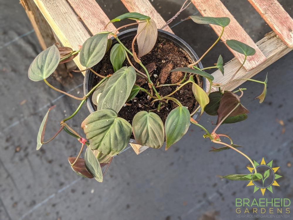 Micans Philodendron