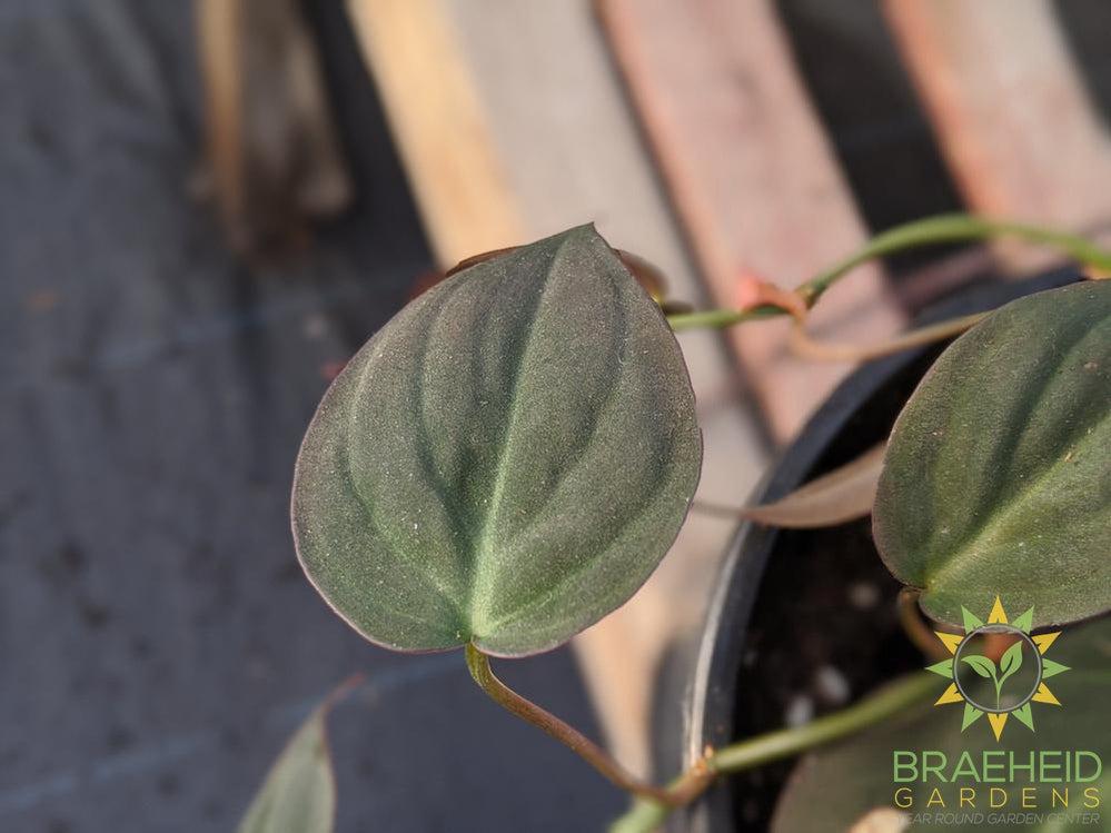 Micans Philodendron
