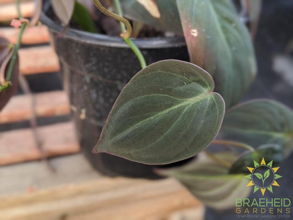 Micans Philodendron