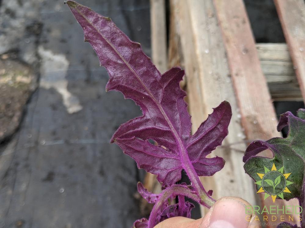 Large Purple Passion Hanging Basket - NO SHIP -