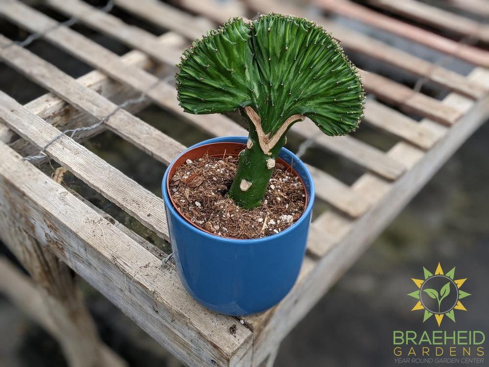 Grafted Euphorbia Lactea (Green top)