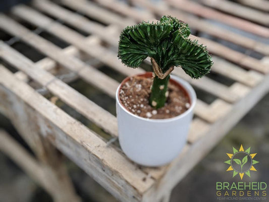 Grafted Euphorbia Lactea (Green top)