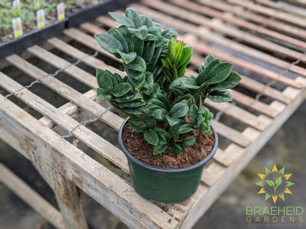 Zenzi ZZ Plant