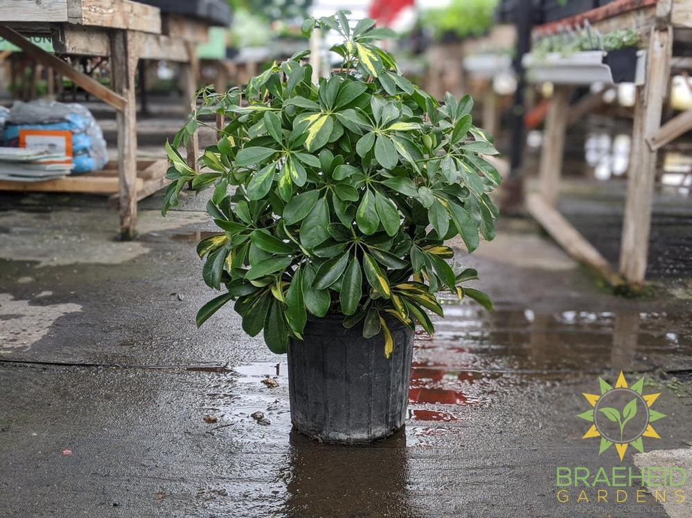 Large Schefflera Gold Capella