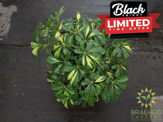 Large Schefflera Gold Capella