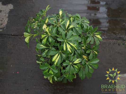 Large Schefflera Gold Capella