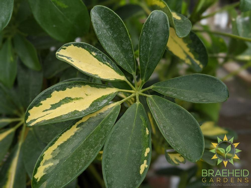 Large Schefflera Gold Capella