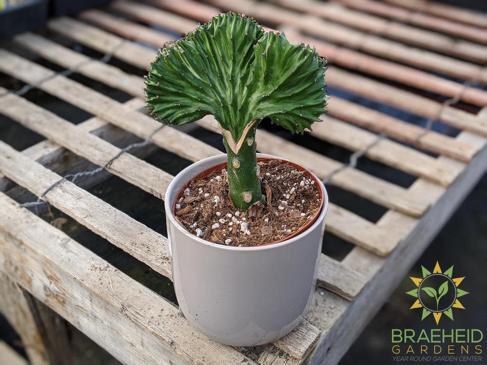 Grafted Euphorbia Lactea (Green top)