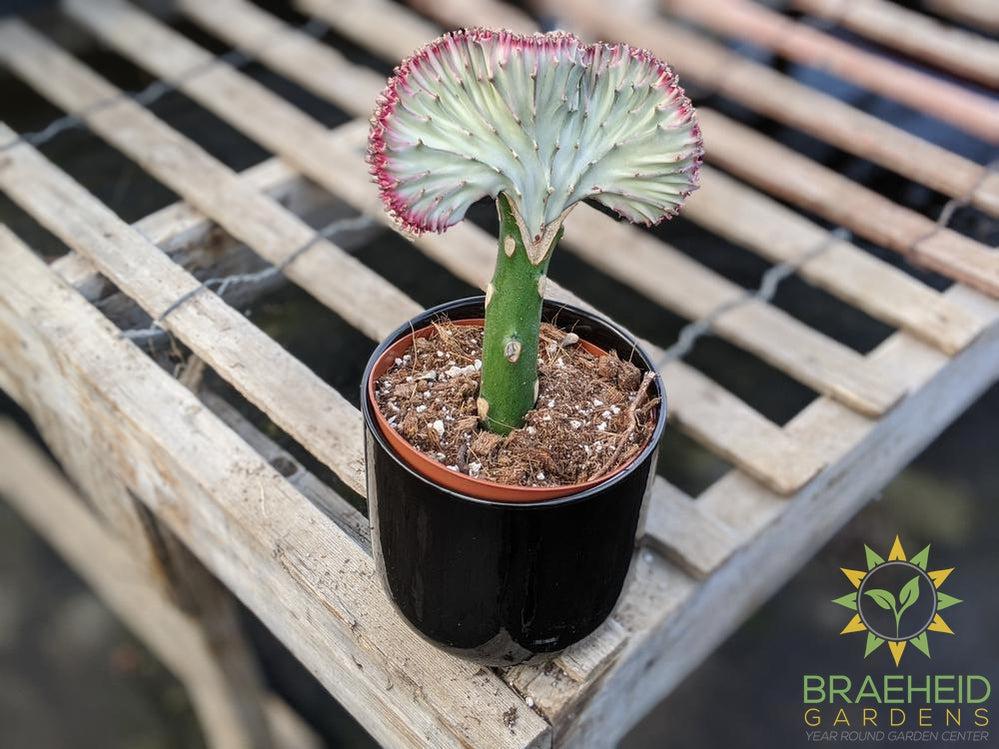 coral cactus