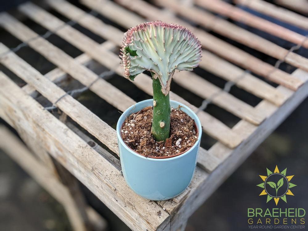 Grafted Euphorbia Lactea (White top)