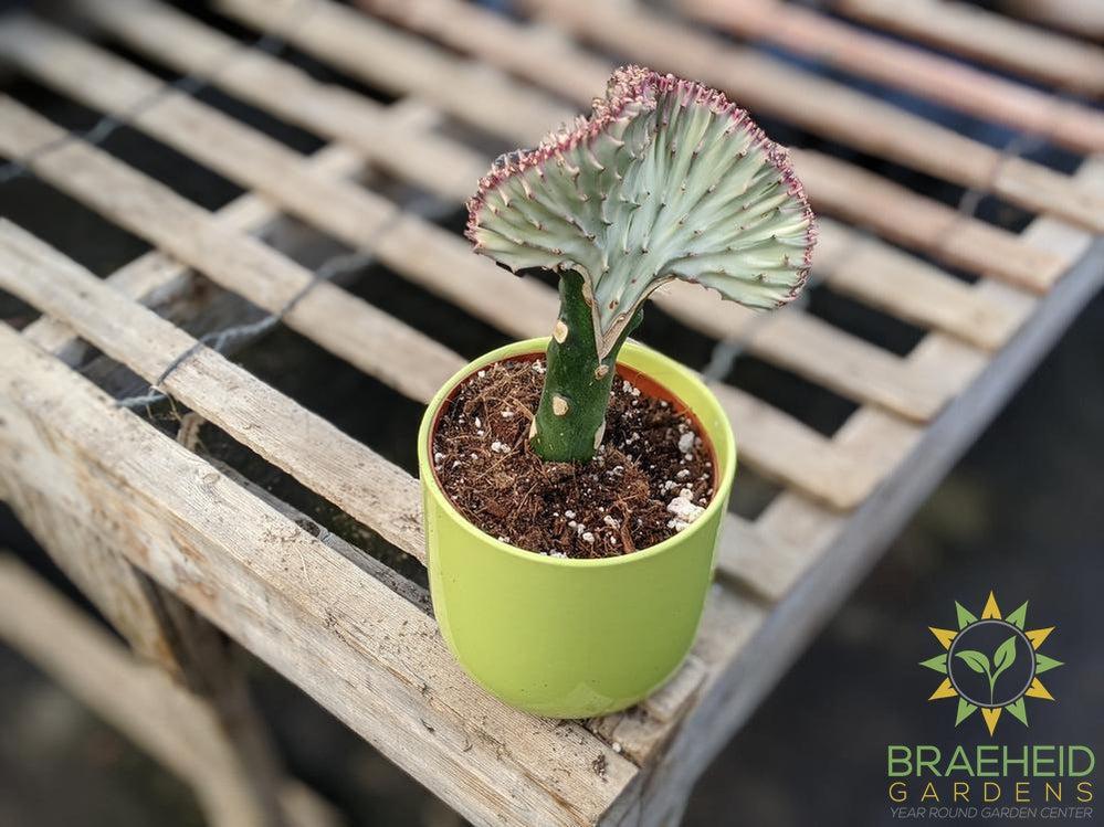 euphorbia cacti grafted
