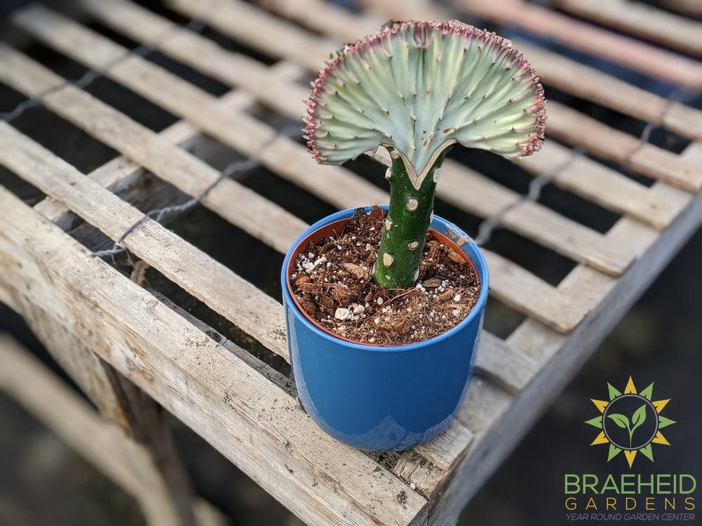 Grafted Euphorbia Lactea (White top)