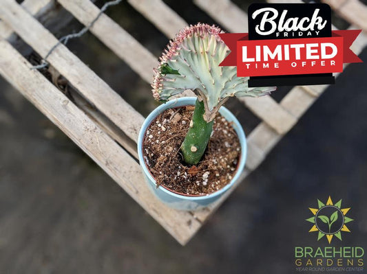 grafted euphorbia coral cactus