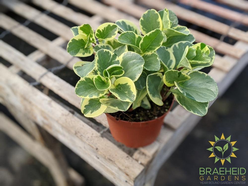 Peperomia Obtusifolia 'Variegated'