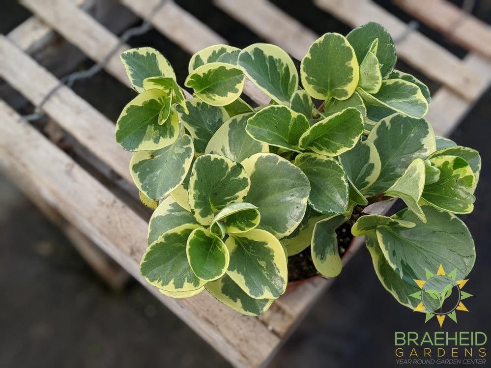 Peperomia Obtusifolia 'Variegated'