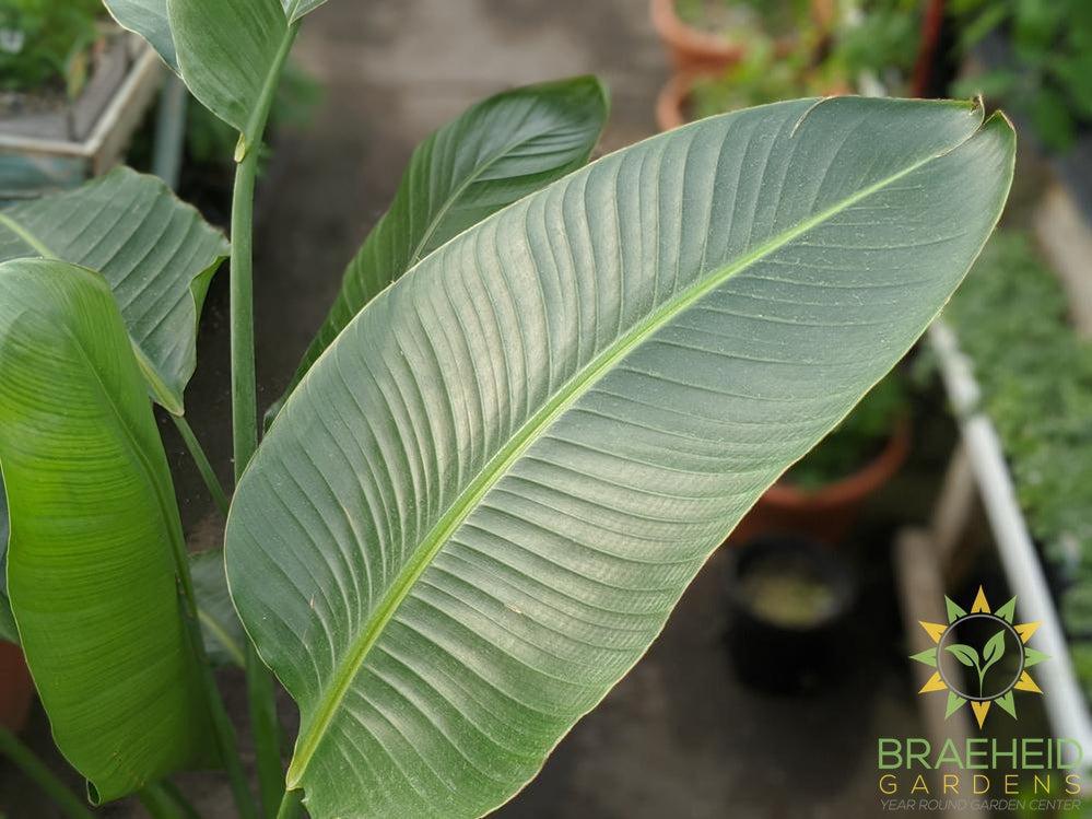 Large White Bird Of Paradise - NO SHIP