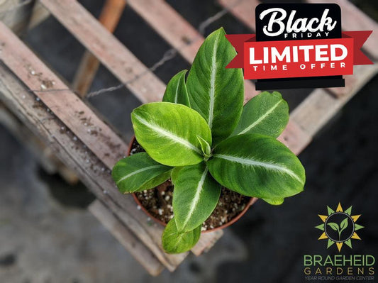 Silver Streak Peace Lily