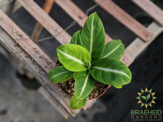 Silver Streak Peace Lily