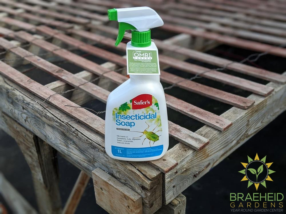 insecticidal soap canada Safer's Insecticidal Soap RTU – Braeheid Gardens Ltd