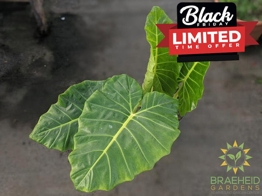 Large Lutea Alocasia - NO SHIP