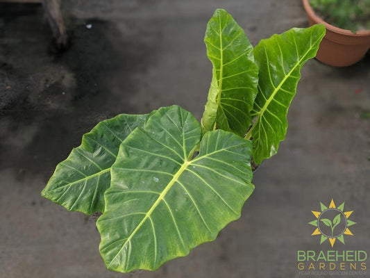 Large Lutea Alocasia - NO SHIP