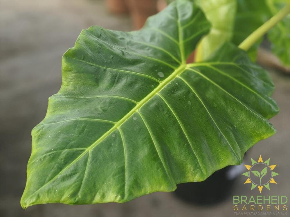 Large Lutea Alocasia - NO SHIP
