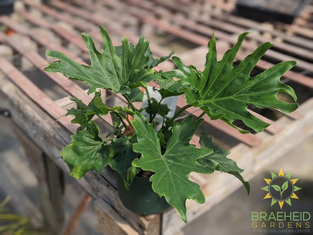 Philodendron Xanadu