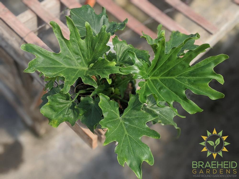 Philodendron Xanadu