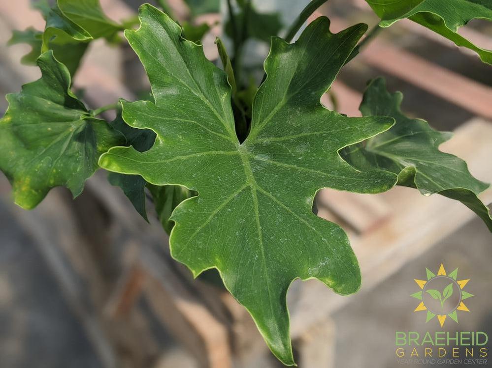 Philodendron Xanadu