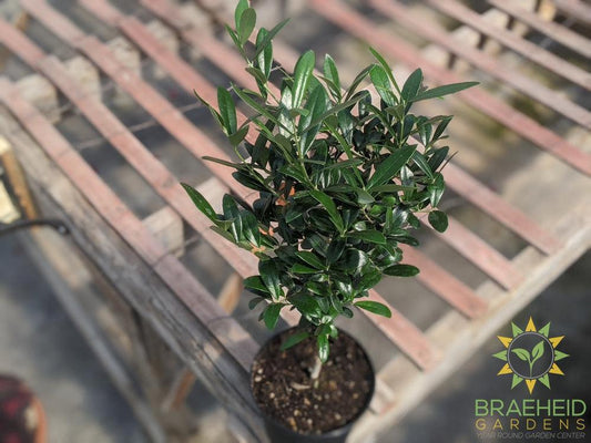 European Olive - NO SHIP -