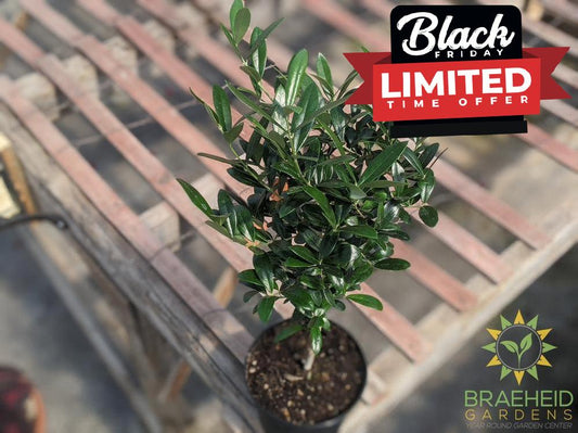 European Olive - NO SHIP -