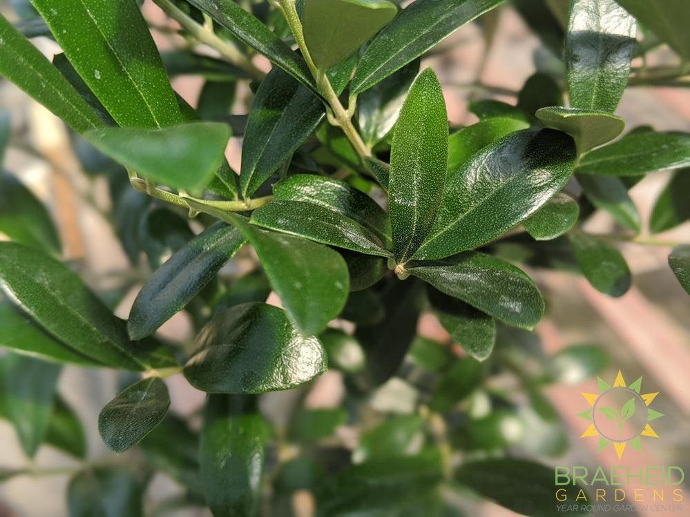 European Olive - NO SHIP -