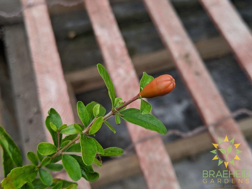 Dwarf Pomegranate