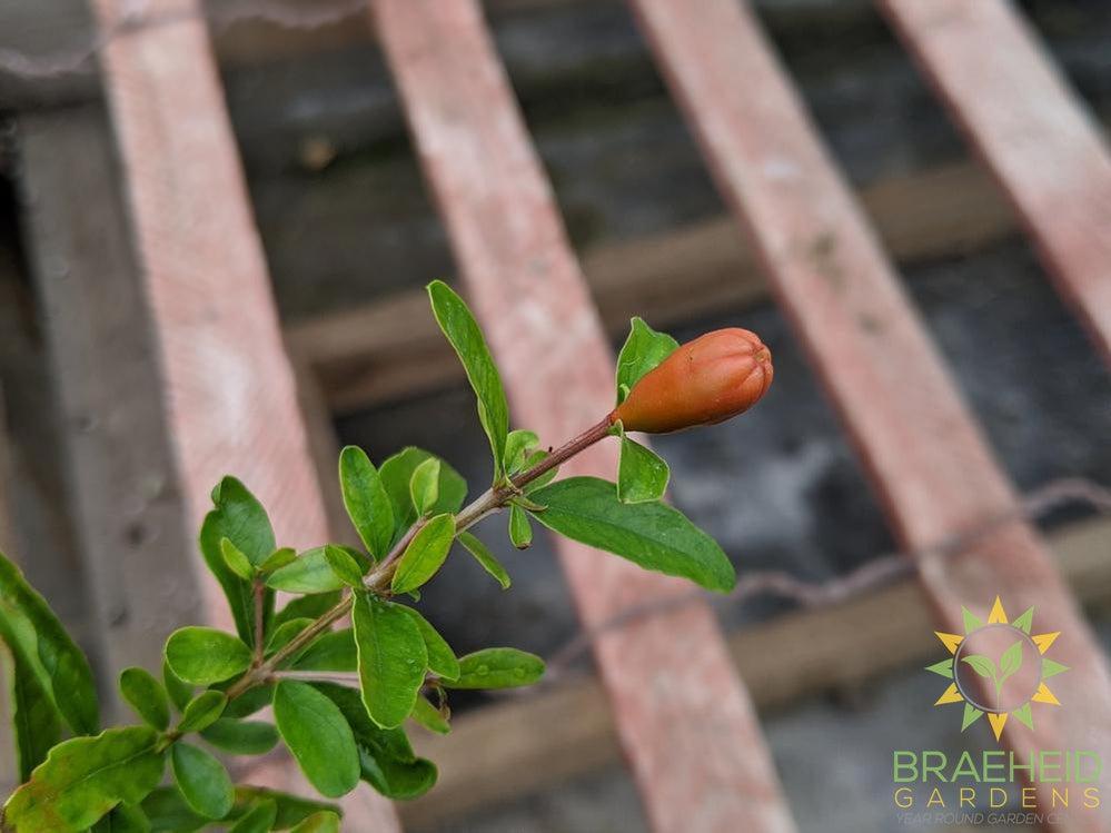 Dwarf Pomegranate