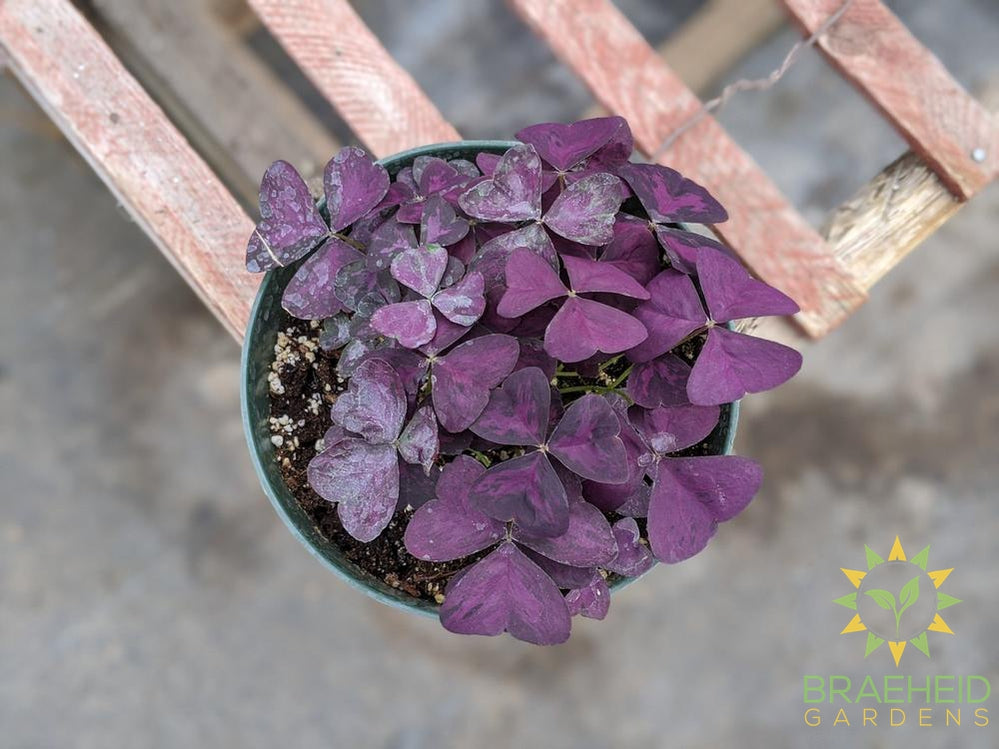 Purple Oxalis ( Shamrock)