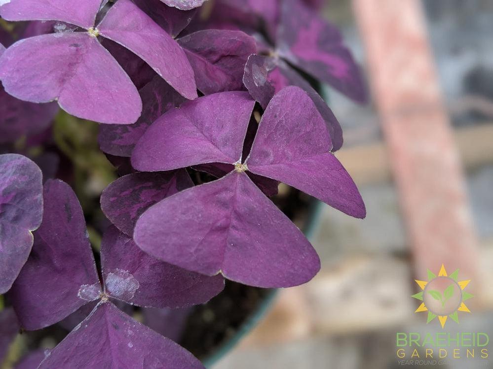 Purple Oxalis ( Shamrock)