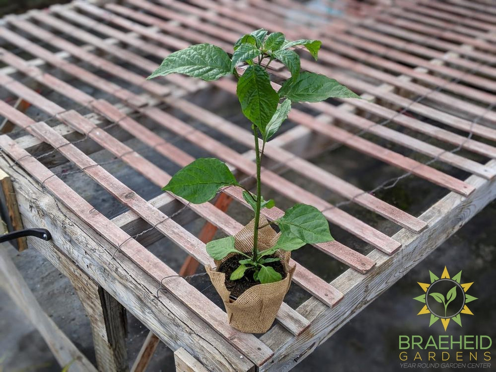 Carolina Reaper - NO SHIP -