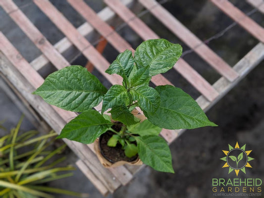 Carolina Reaper - NO SHIP -