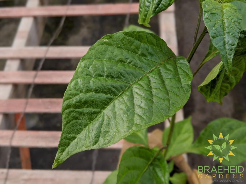 Carolina Reaper - NO SHIP -