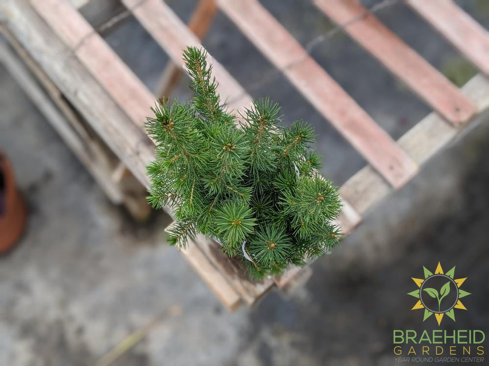 White Spruce Plugs - NO SHIP -