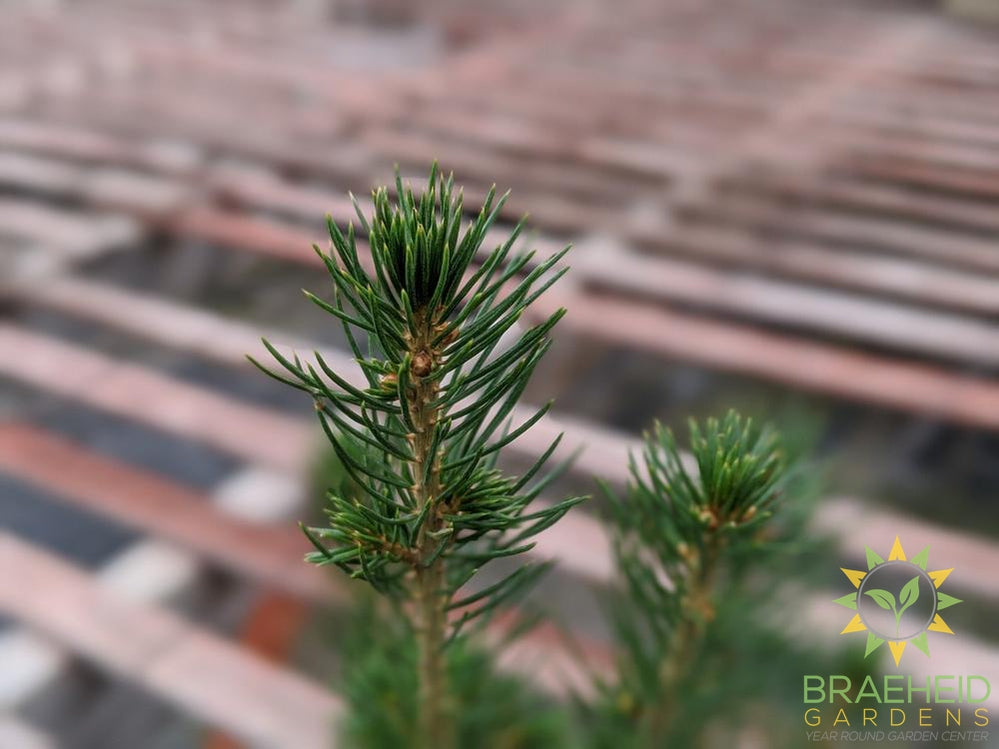 White Spruce Plugs - NO SHIP -