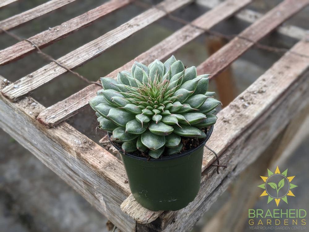 Graptopetalum Filiferum
