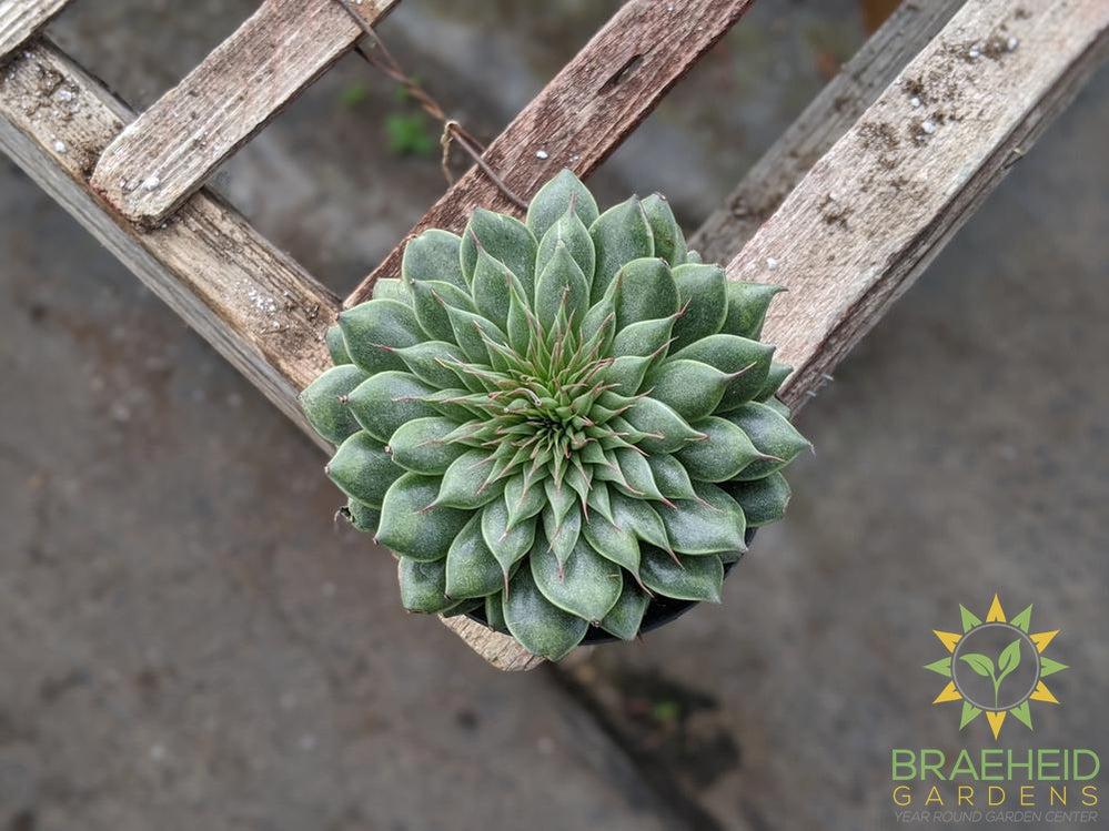 Graptopetalum Filiferum