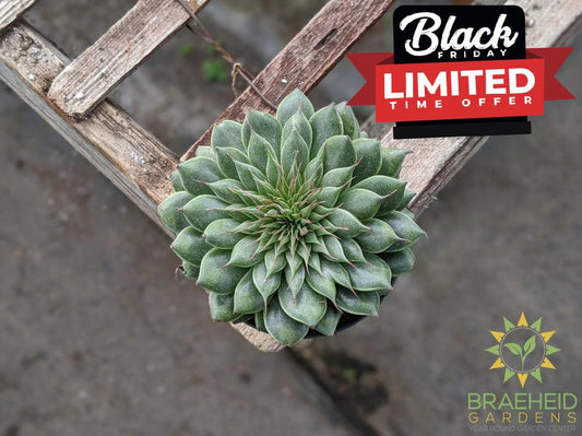 Graptopetalum Filiferum