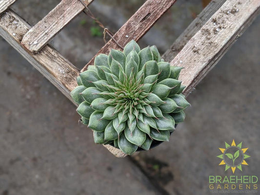 Graptopetalum Filiferum