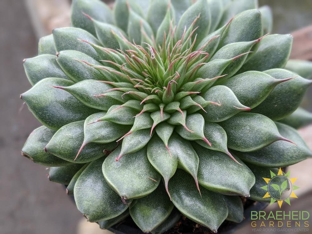 Graptopetalum Filiferum