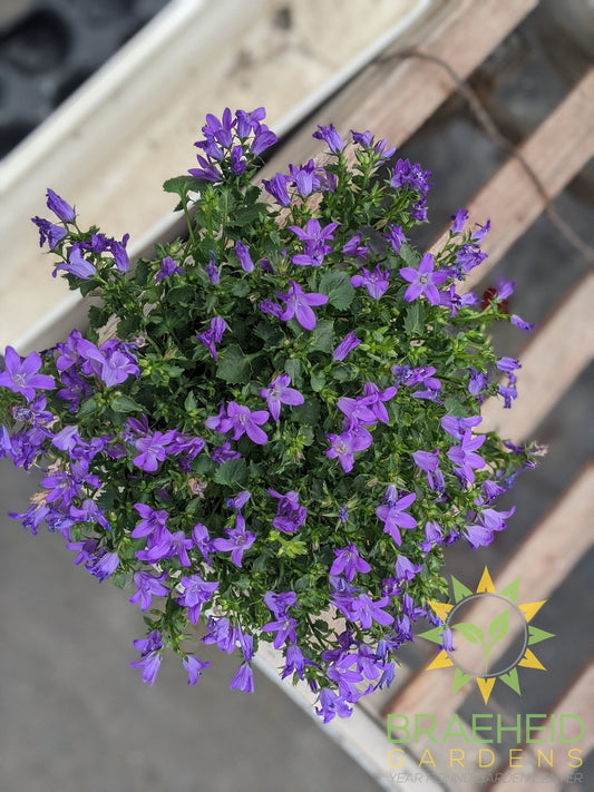 Star of Bethlehem "Blue"