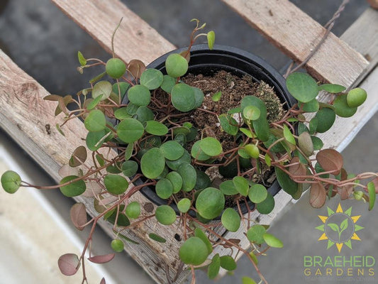 Peperomia pepperspot